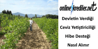 Devletin Verdiği Ceviz Yetiştiriciliği Hibe Desteği Nasıl Alınır