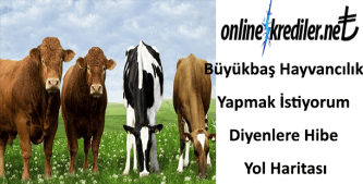 Büyükbaş Hayvancılık Yapmak İstiyorum Diyenlere Hibe Yol Haritası