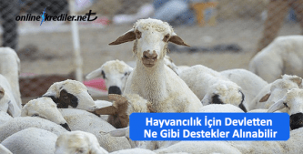 hayvancilik icin devletten ne gibi destekler alinabilir